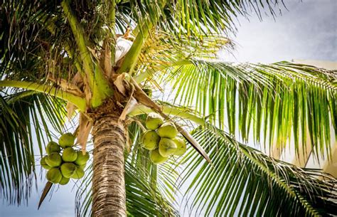 Mimpi pohon kelapa tumbang menurut islam  2